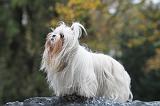 SHIH TZU 173